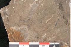 Foto (Detailansicht) von Cyclocarpus sp.  (NHMW-GEO-2024-0188-11154)